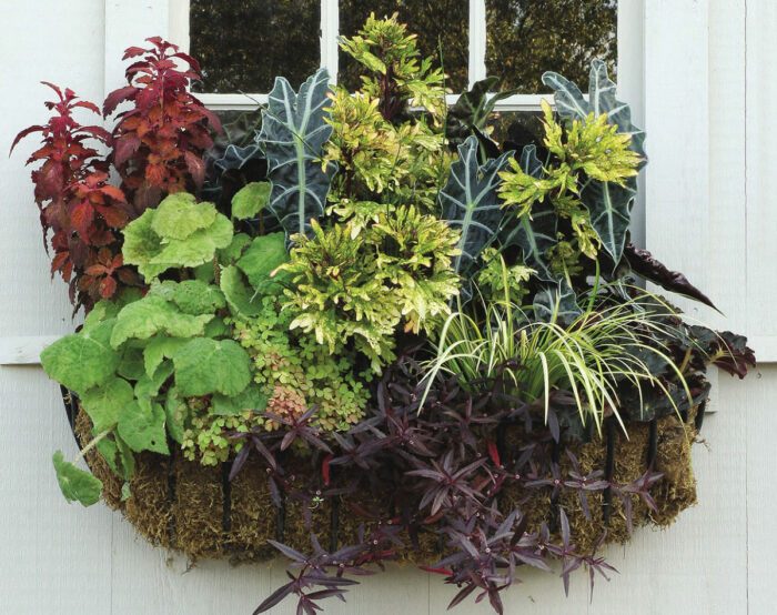 window box planting