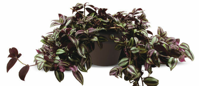 Tradescantia houseplant