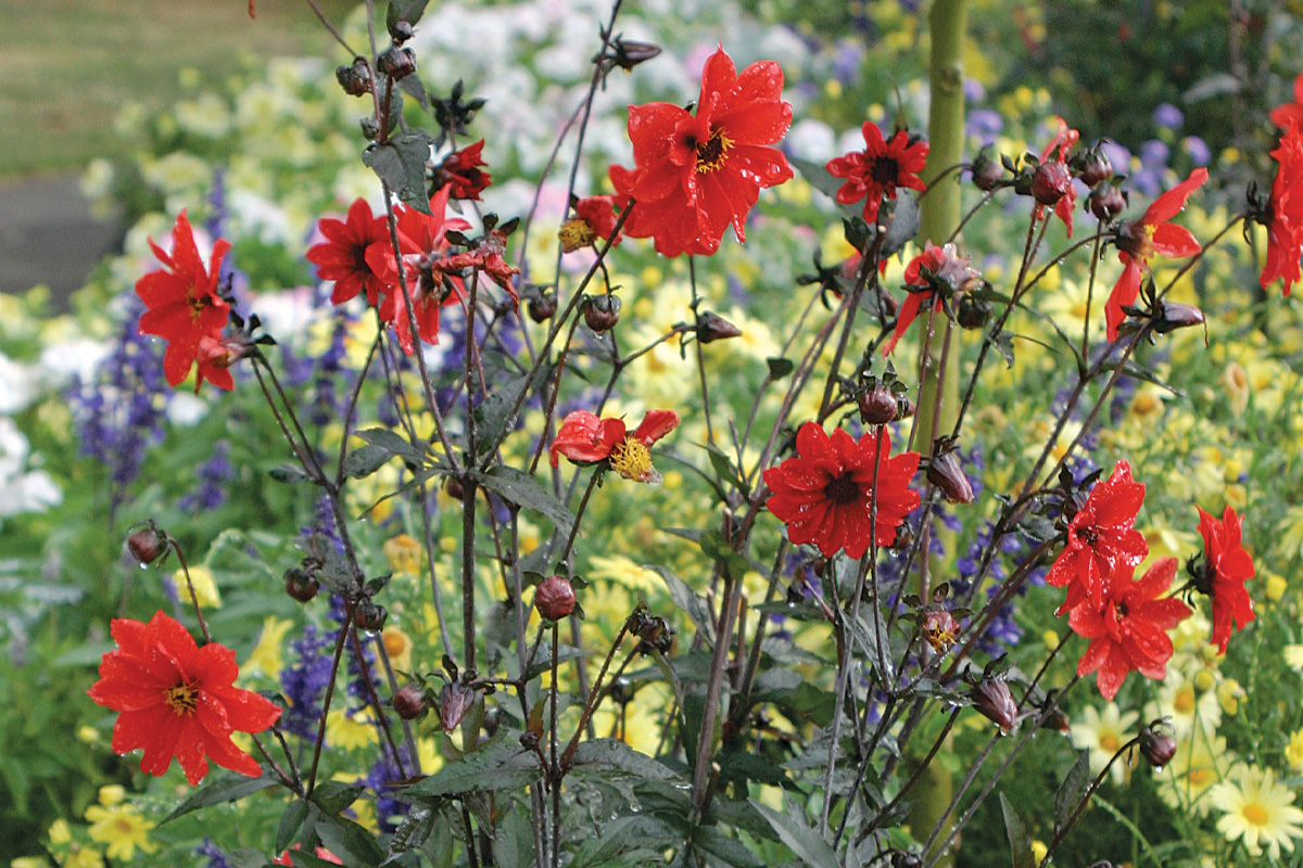 Bishop of Llandaff dahlia
