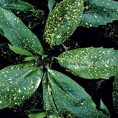Gold Dust Japanese Laurel