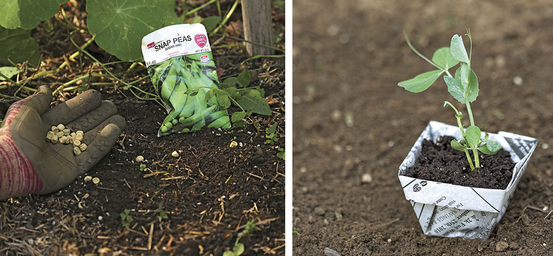 starting snap peas