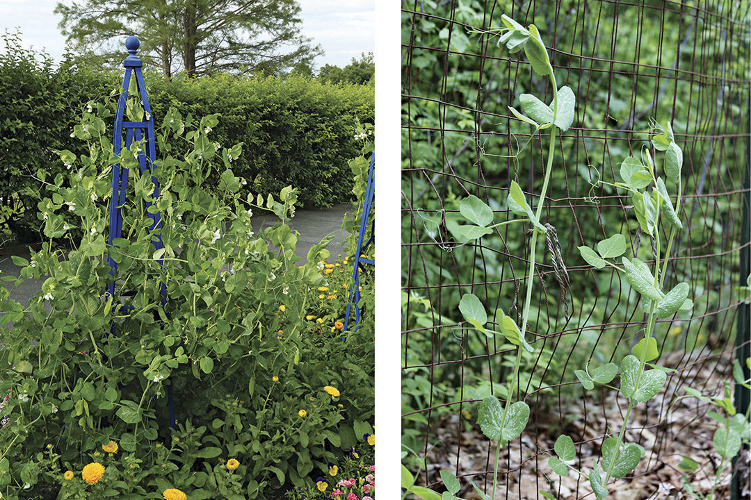 support for peas