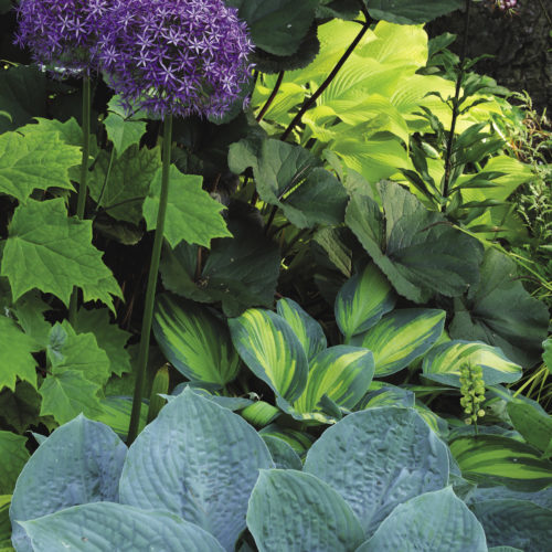 'Globemaster' allium, 'June' hosta, ‘Silver Bay’ hosta, Ligularia