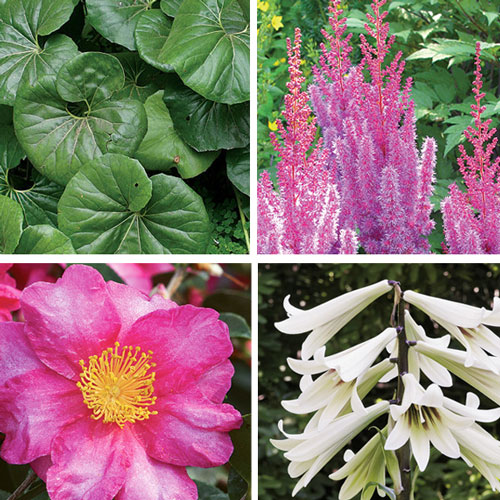 bold plants for shade