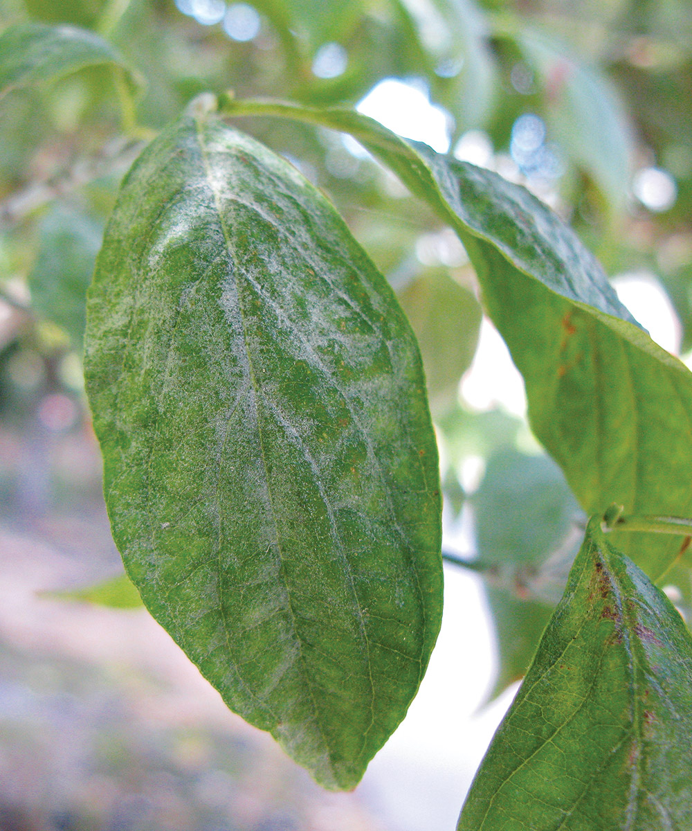 Powdery mildew
