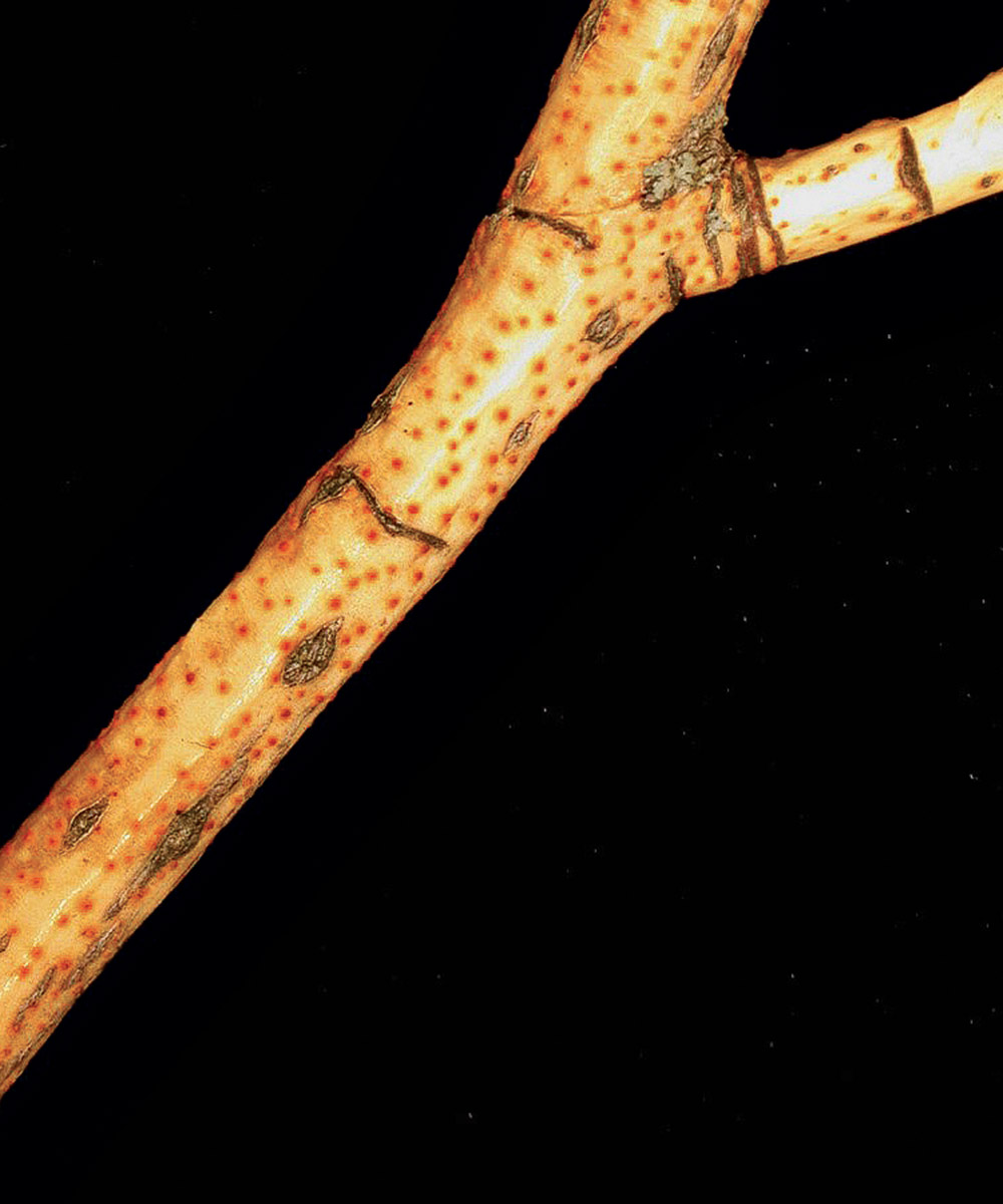 Golden canker