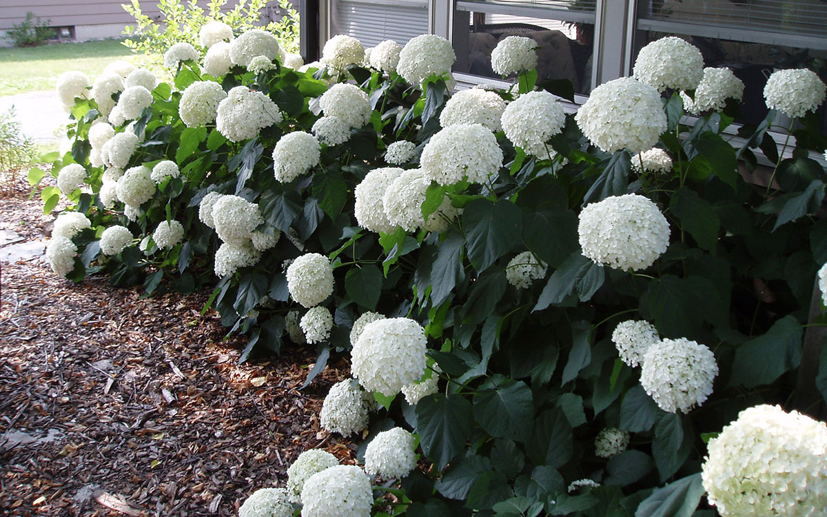 Smooth hydrangea with white flowers