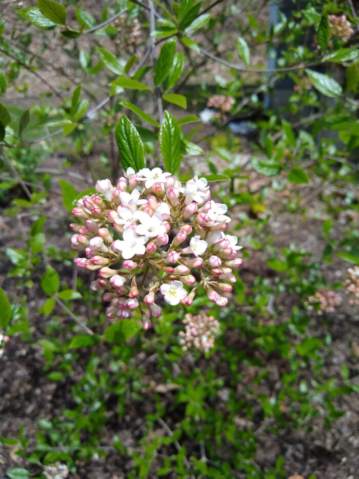 Koreanspice viburnum
