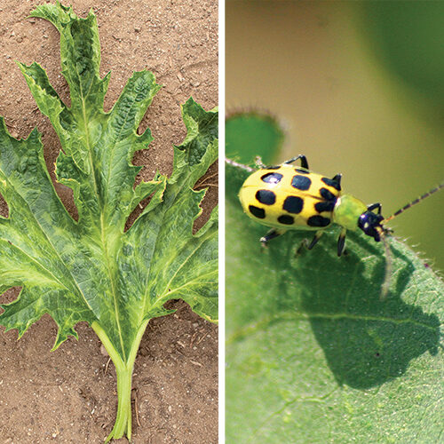 summer squash pests and diseases