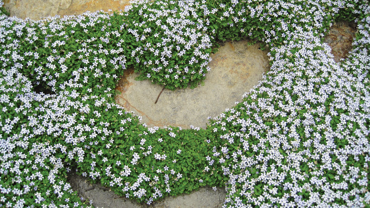ground cover with lots of small white flowers