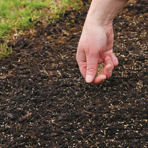 Sowing grass seed