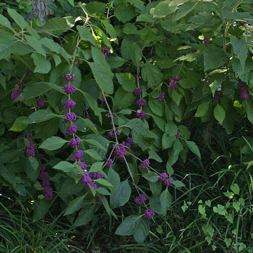 American beautyberry