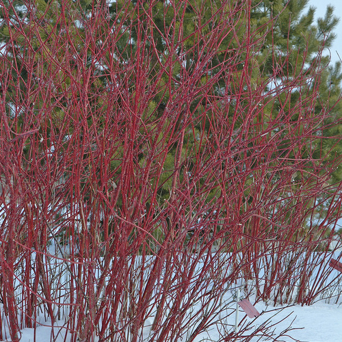 red twig dogwood