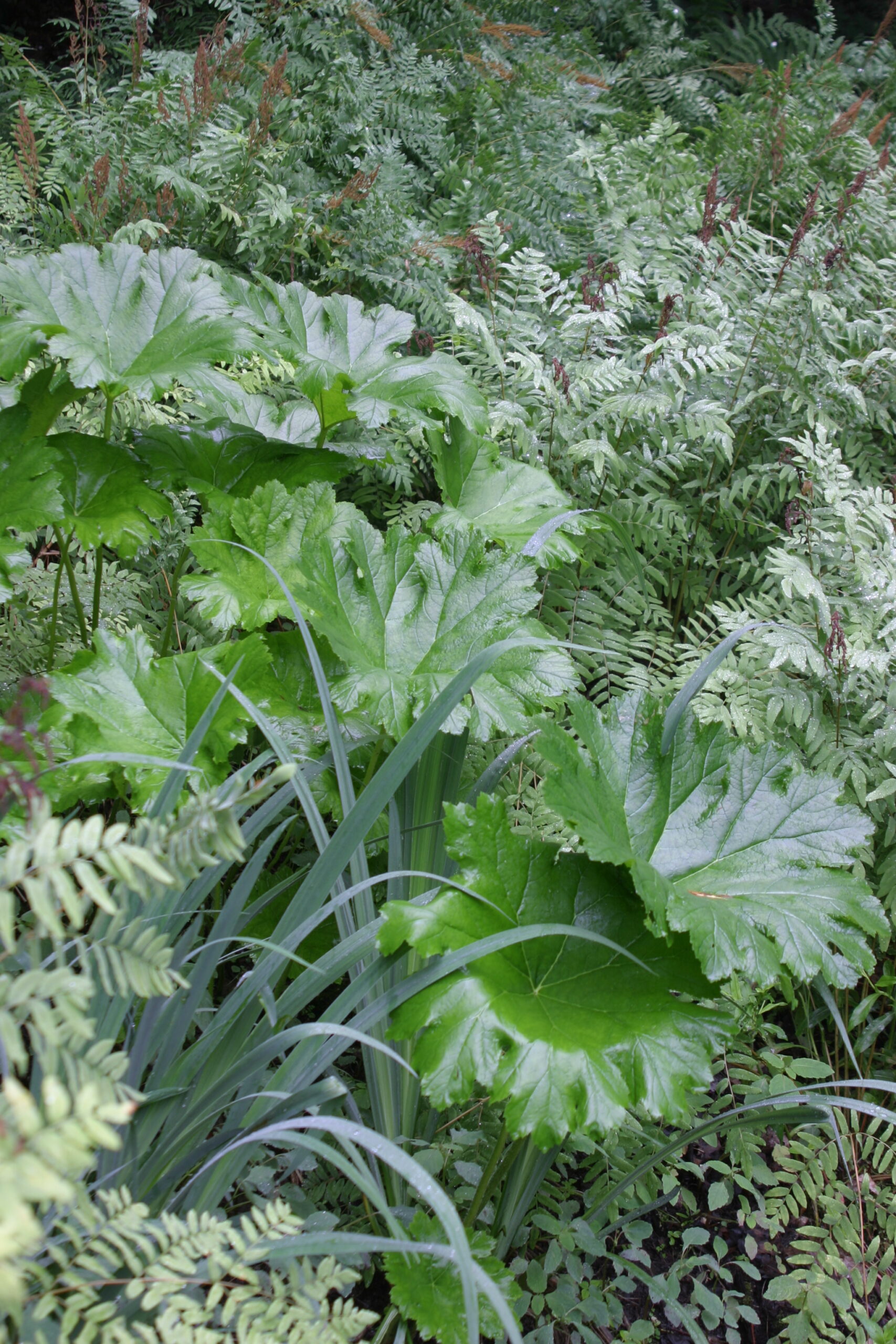 Darmera Peltata