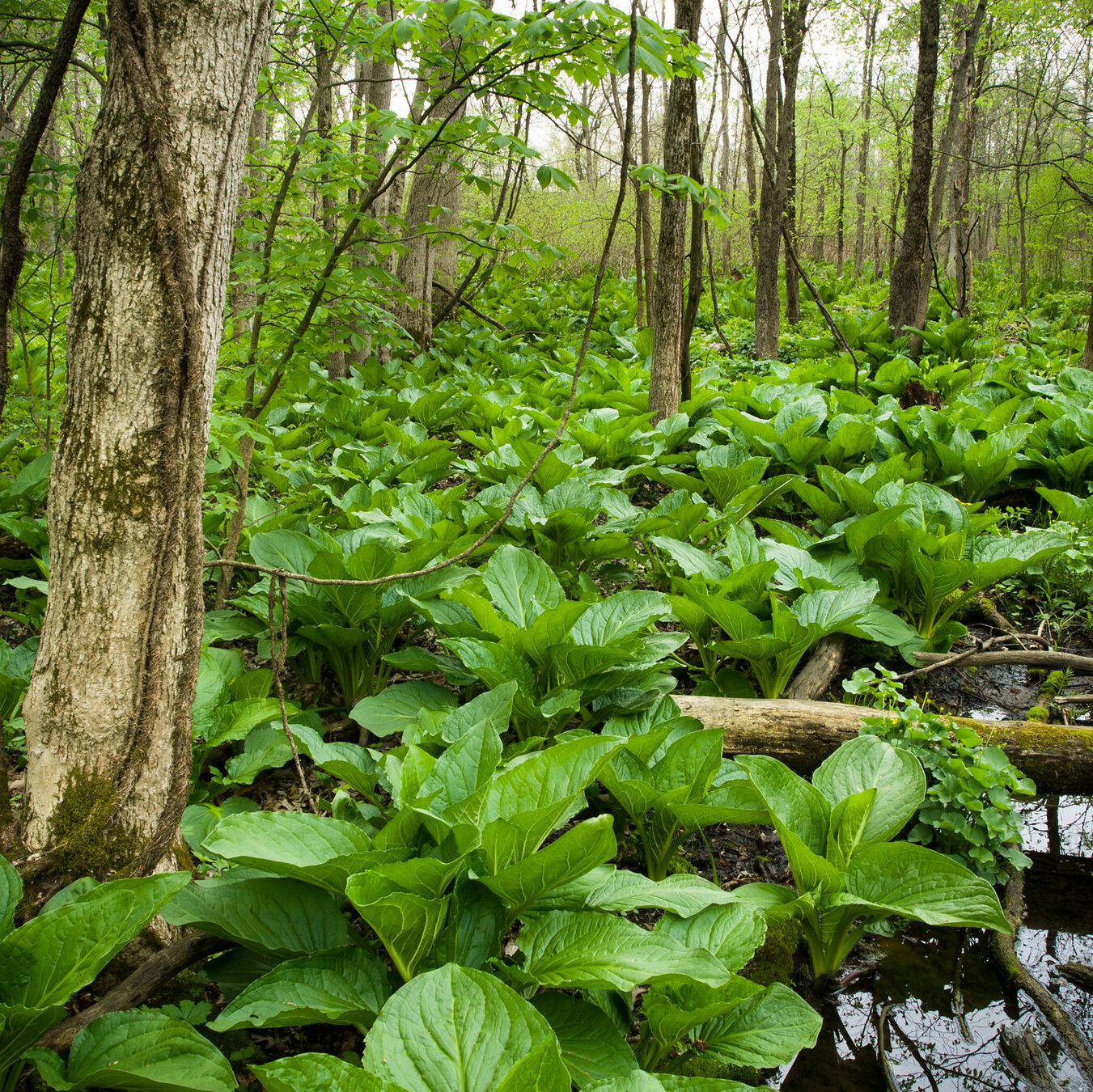 Eastern skunk cabbage (Symplocarpus foetidus, Zones 4–7)