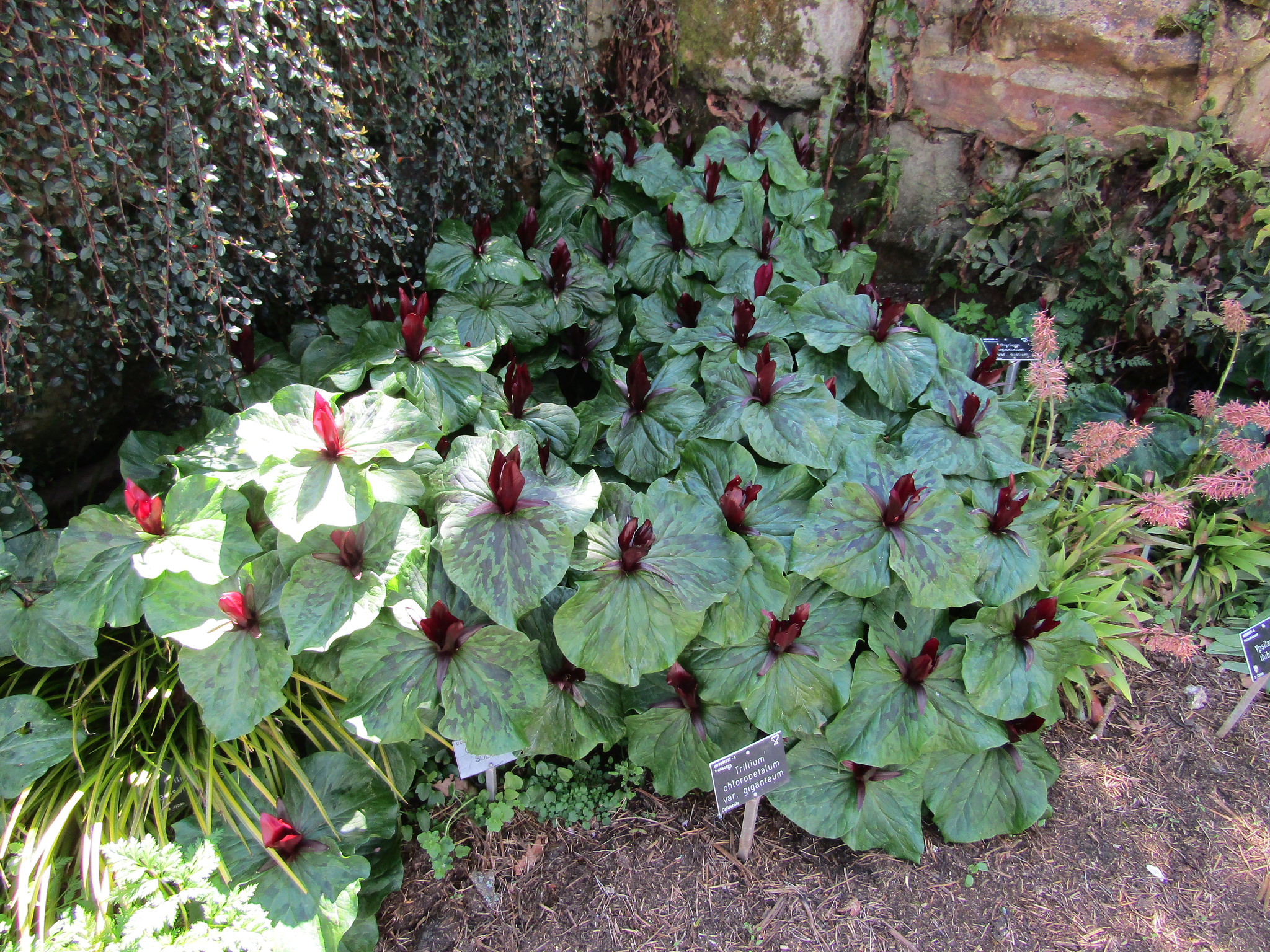 Trillium chloropetalum var. giganteum