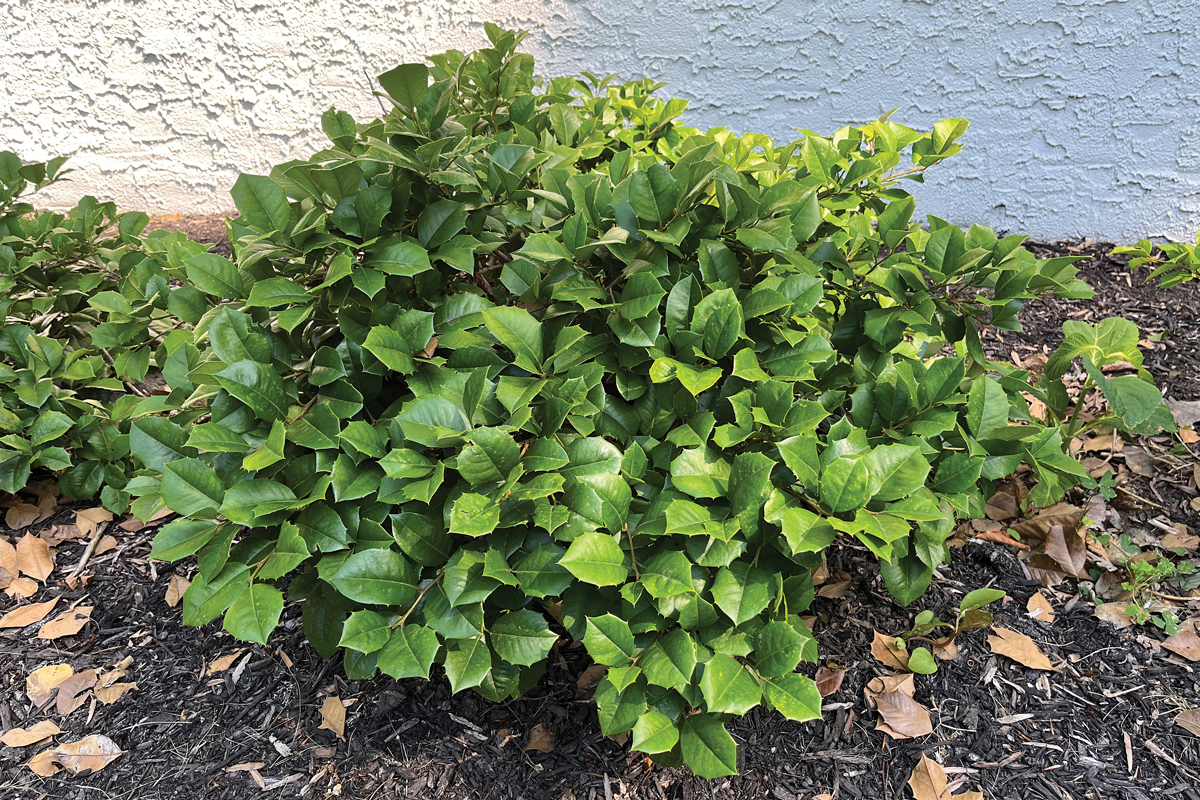 ‘Maryland Dwarf’ American holly