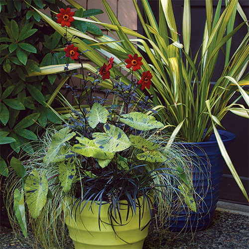 summer container designs