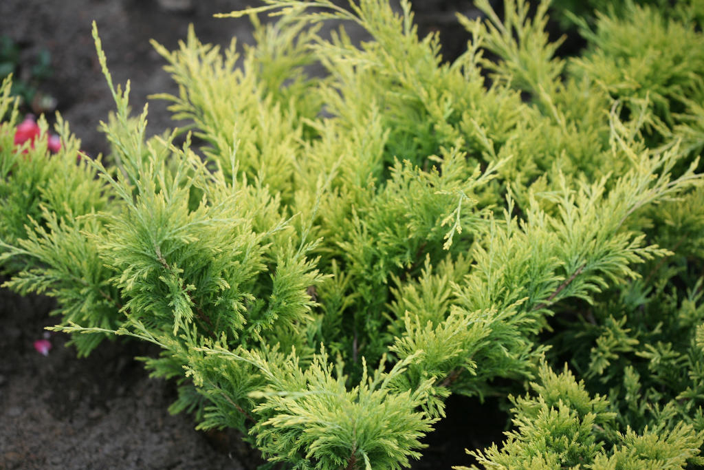 Good Vibrations® Gold juniper (Juniperus horizontalis 'Hegedus', Zones 3-9) Credit