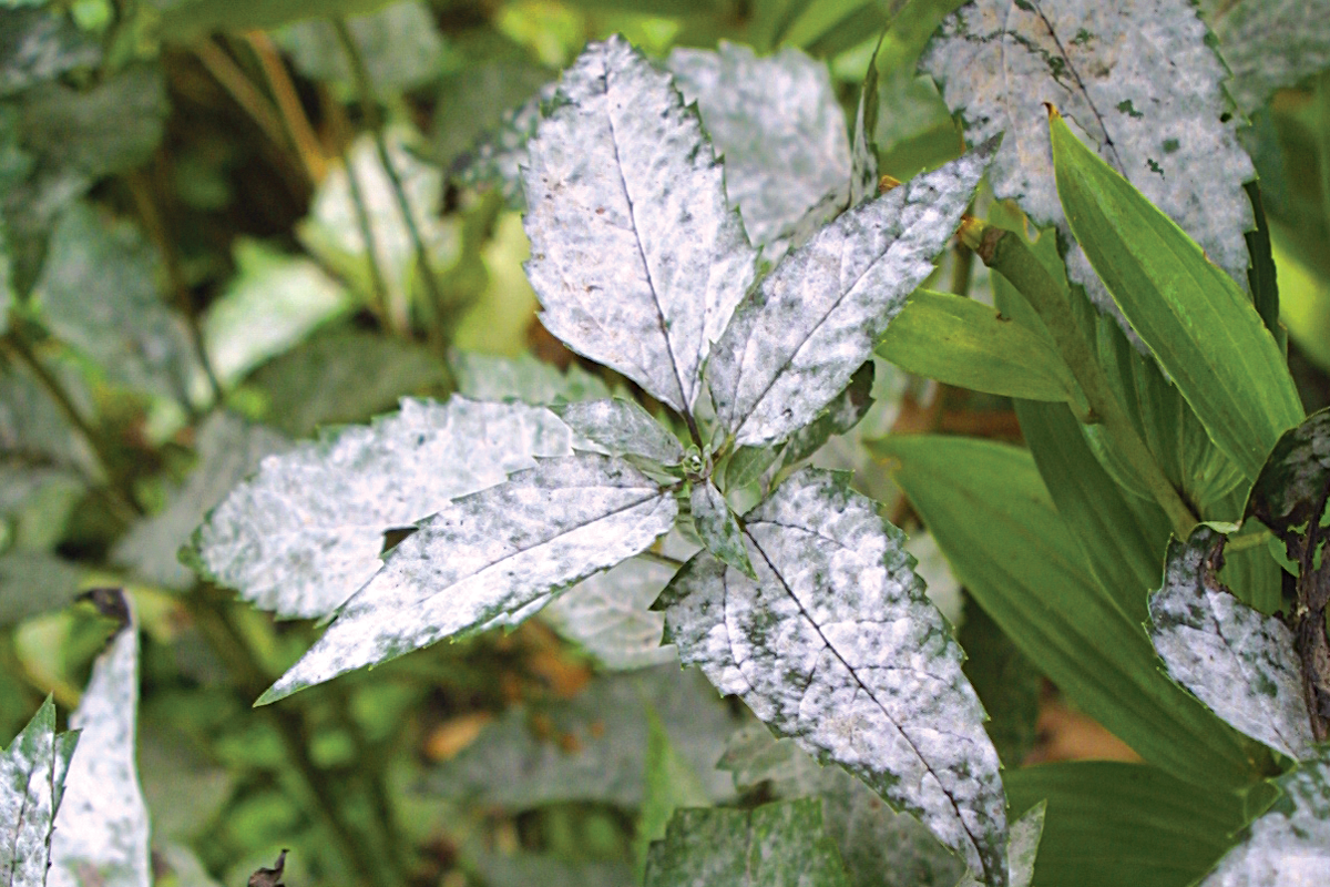 powdery mildew caused by shady areas