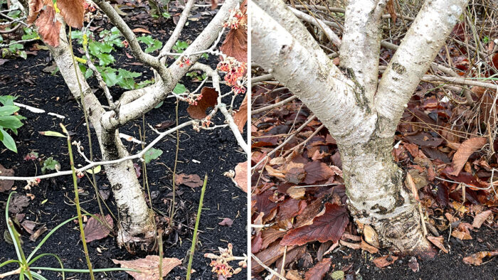 winter pruning