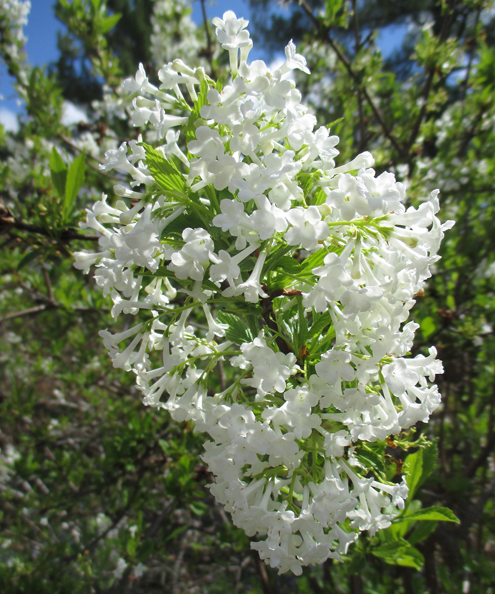 close up of Candidissimum Farrer viburnum bloom