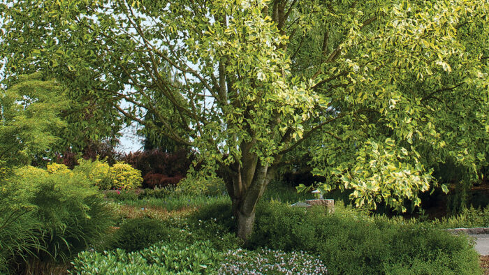 planting under trees