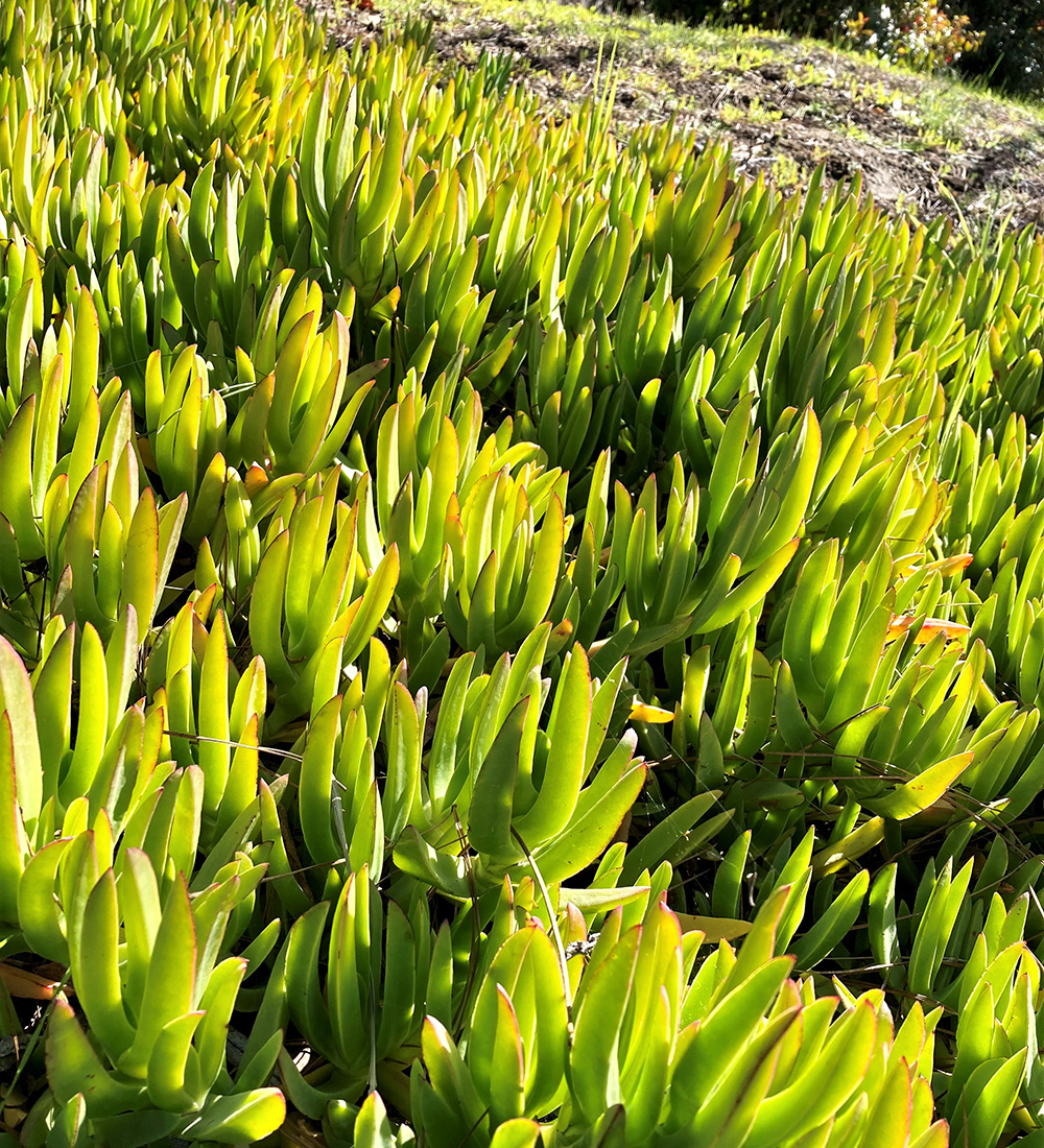 close up of highway iceplant