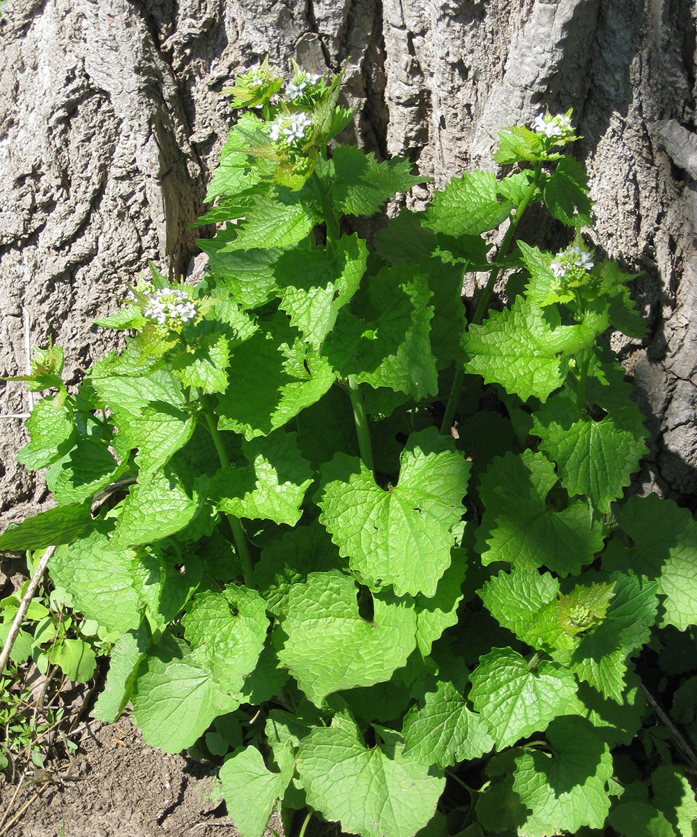 Garlic mustard