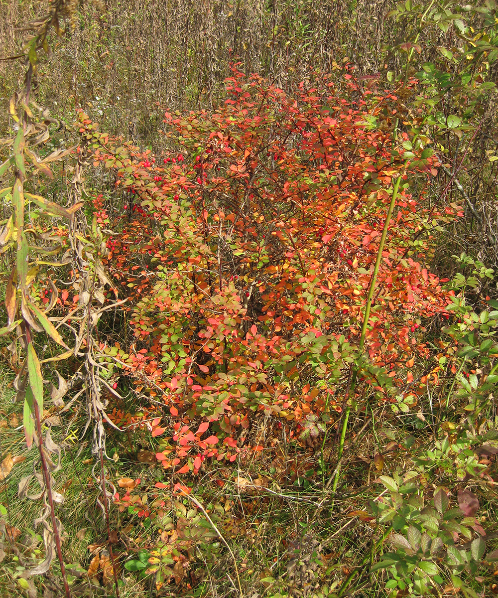 Japanese barberry