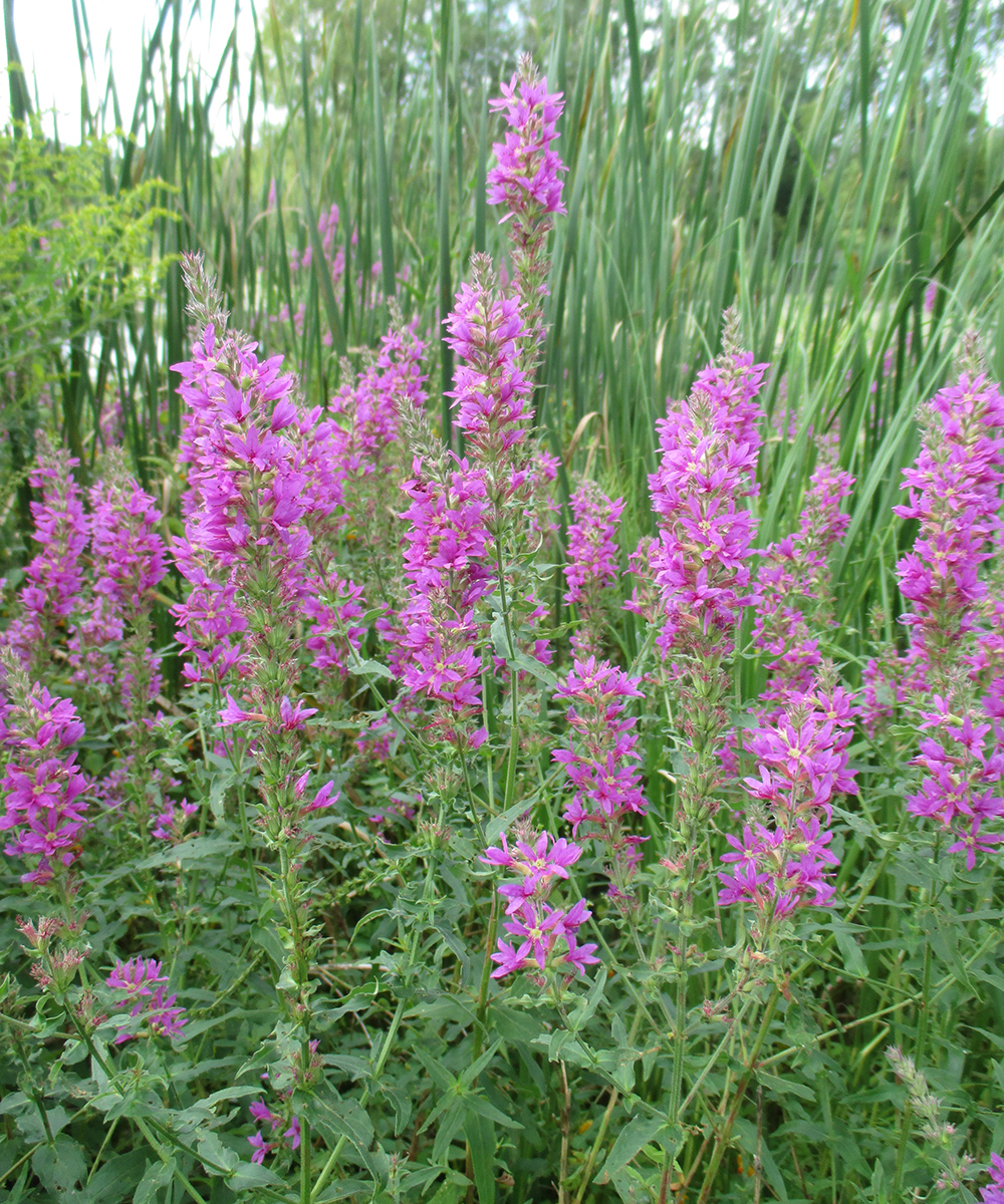 Purple loosestrife