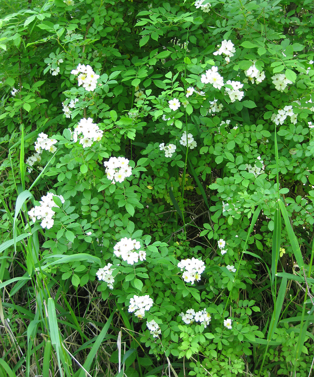 Multiflora rose