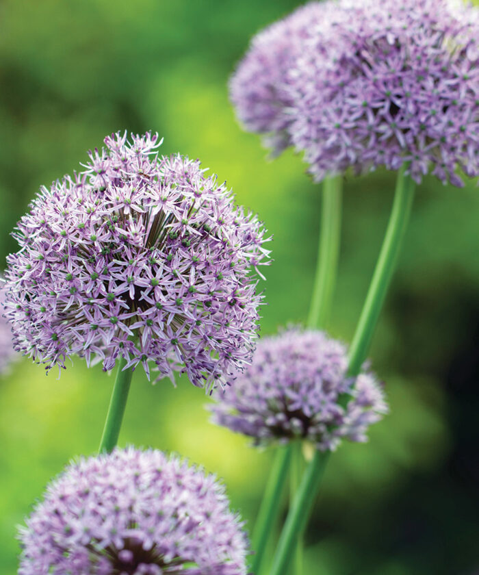 early summer allium