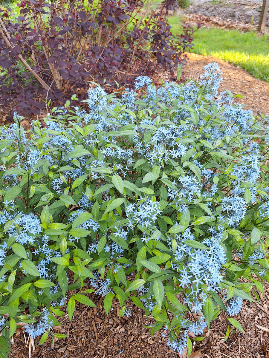 ‘Storm Cloud’ blue star in full flower