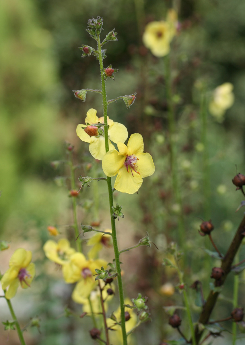 Wild mullein