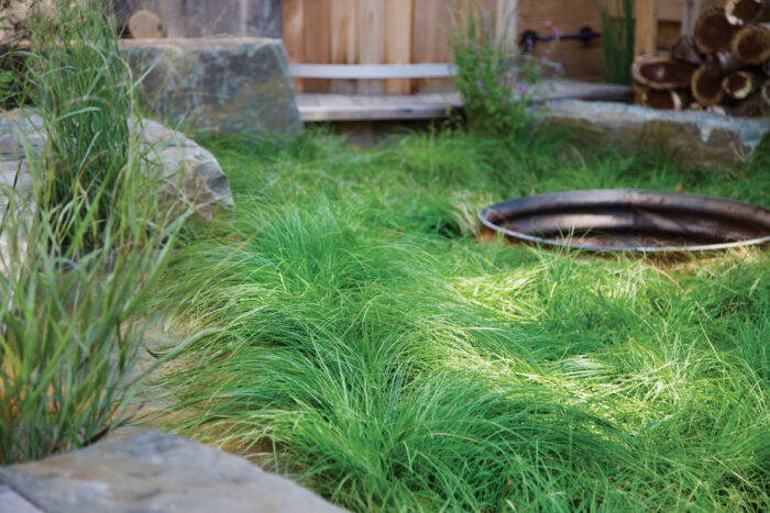 Sedges make good lawn substitutes