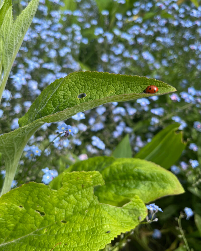 lady bug on leaf in front of blue flowers