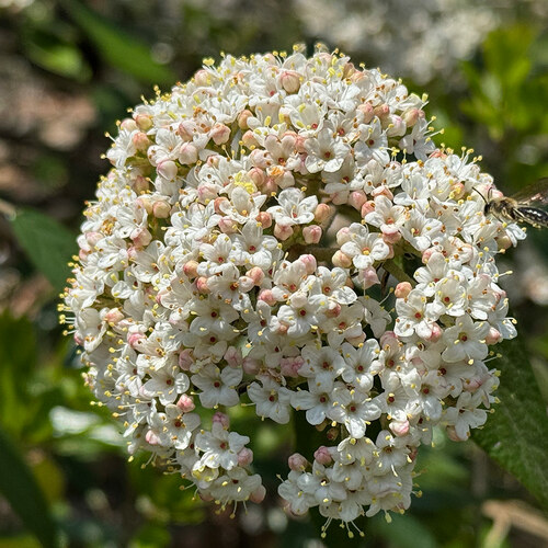 close up of round cluster of small white flowers