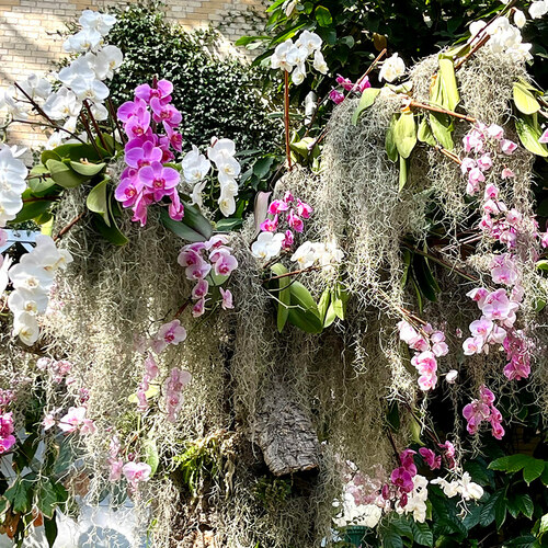 cluster of hanging white and pink orchids with Spanish moss
