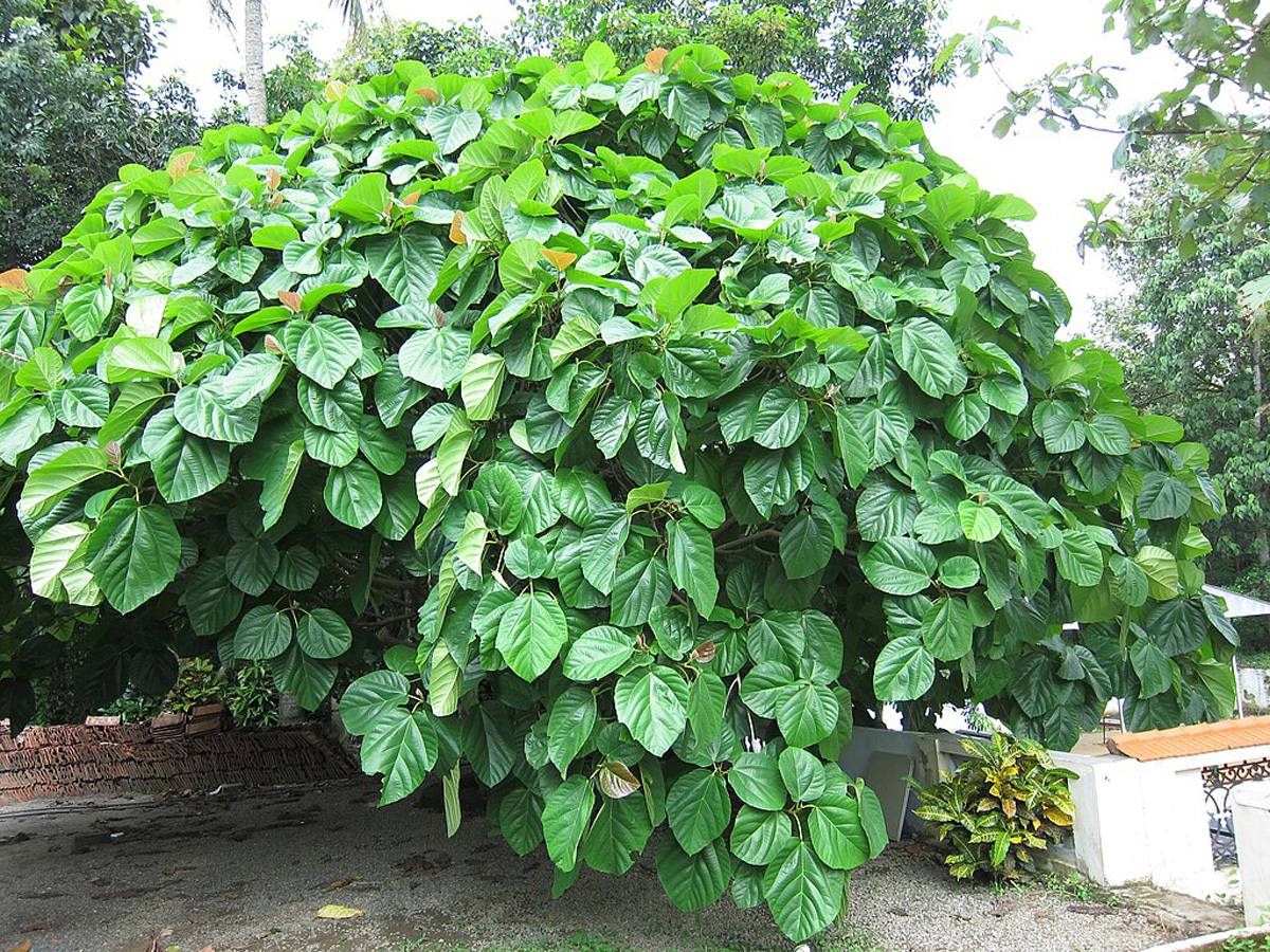 Roxburgh fig