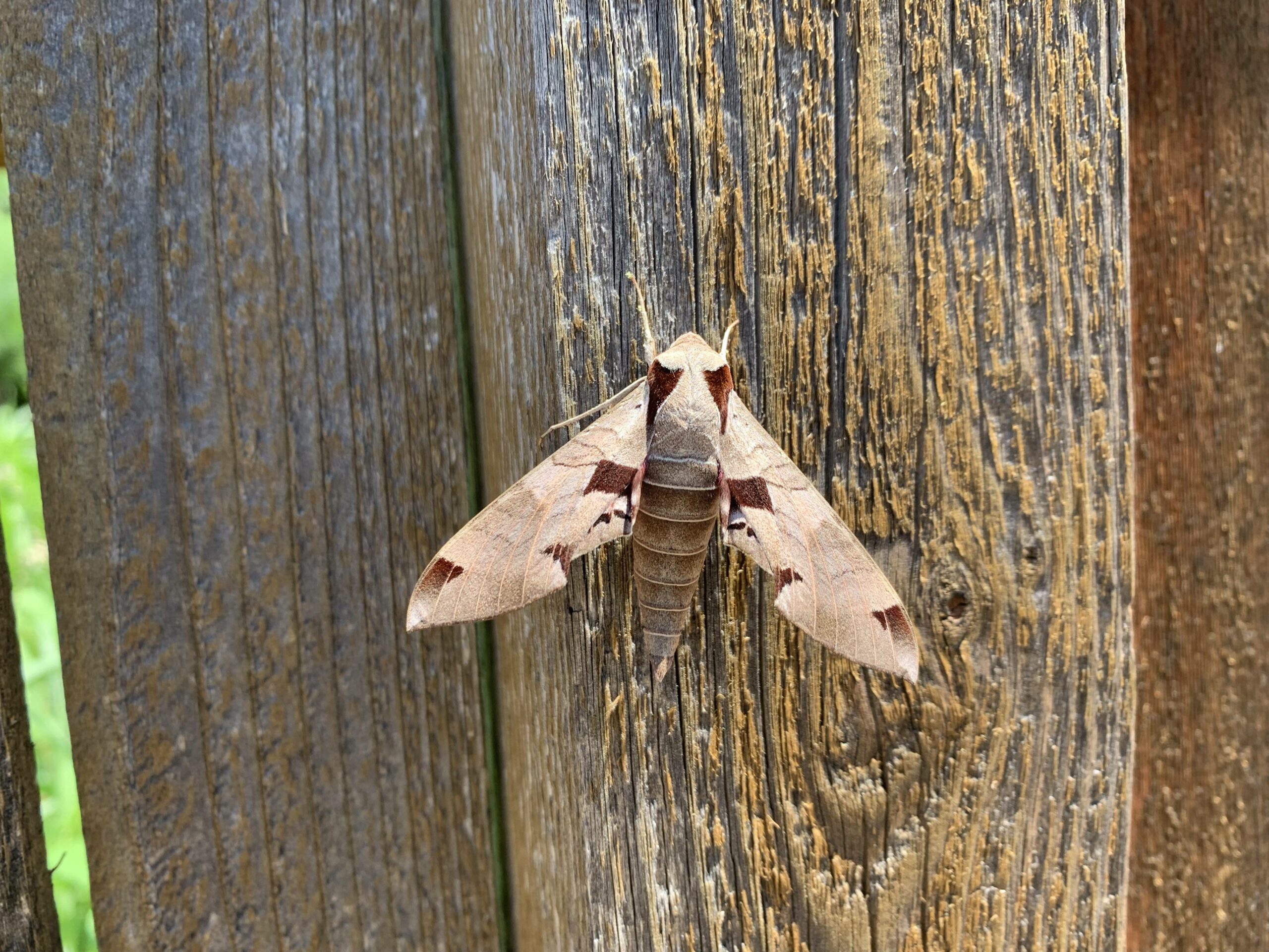 sphynx moth