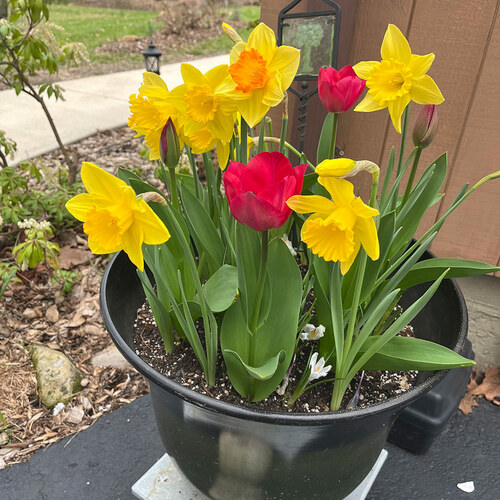 colorful spring bulbs in a container