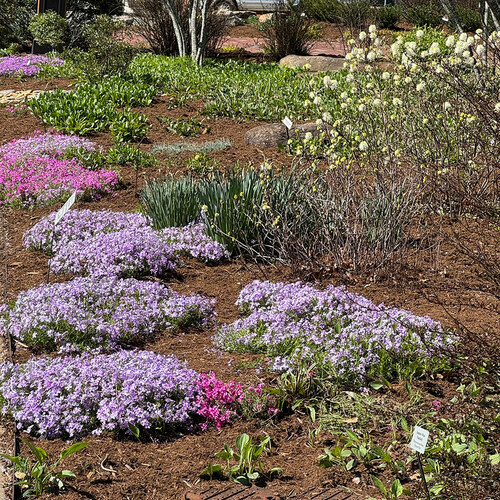 pink and purple creeping flowers in park garden