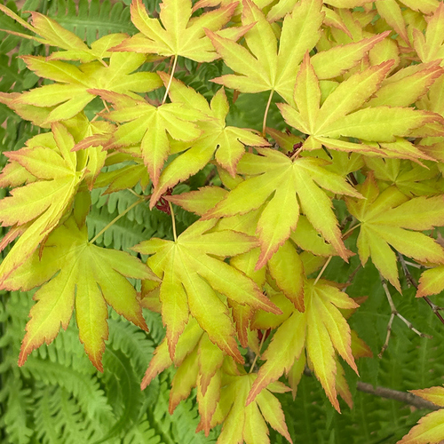 Japanese maple with chartreuse leaves trimmed in orange