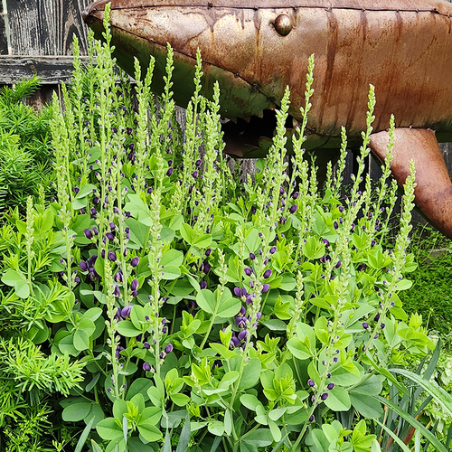 Sparkling Sapphire. baptisia starting to bloom